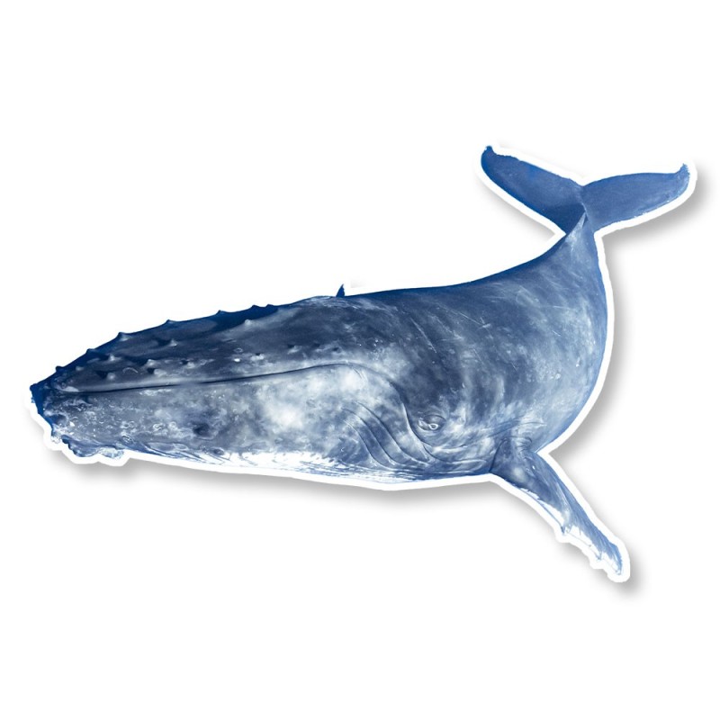 Baleine-14