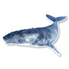 Baleine-14