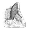 Baleine