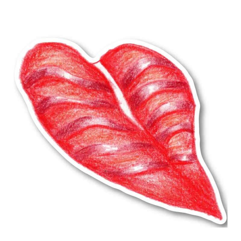 Anthurium