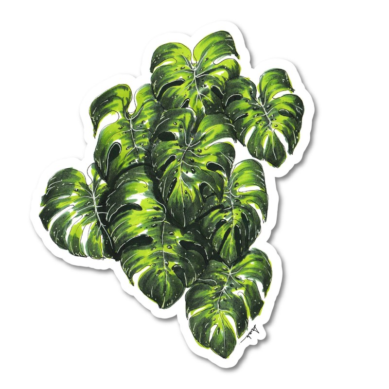 Monstera