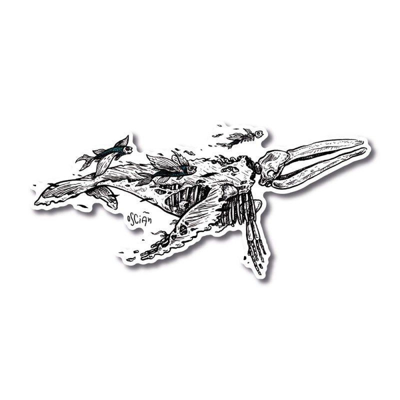 Baleine cycle