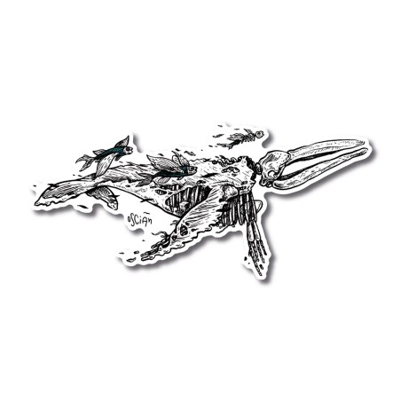 Baleine cycle